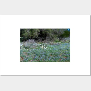 Texas Hill Country Bluebonnets in Spring Posters and Art